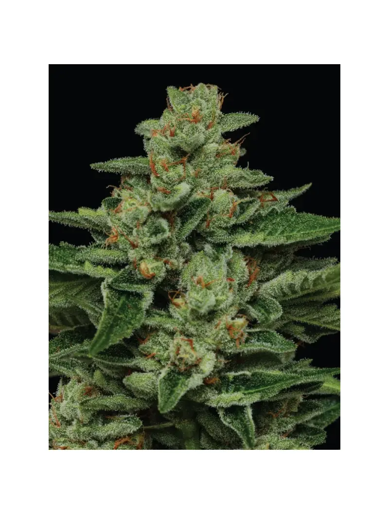 Fortune Cookie, Фасовка: 3